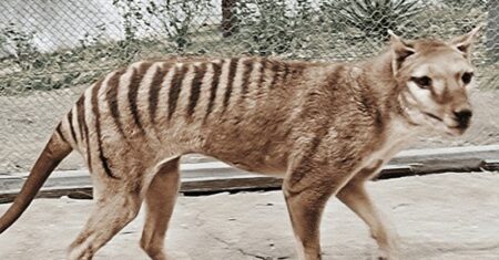 Tigre-da-tasmânia foi caçado até a extinção por um crime que talvez não tenha cometido