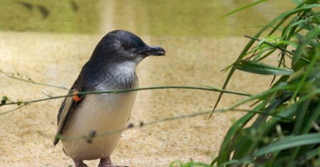 Austrália inicia vacinação em massa de pinguins contra gripe aviária