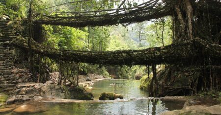 Pontes “cultivadas” por comunidades indígenas ficam mais fortes à medida que envelhecem