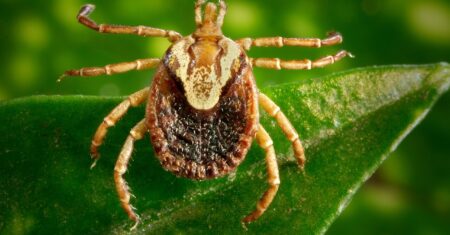 Teste detecta bactéria da febre maculosa em 40 minutos
